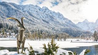 Hotel Alpina - Zima v sanjski Kranjski, Kranjska