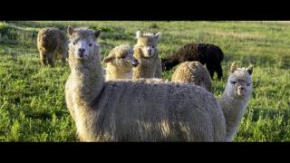 Kmetija Mali raj - Druženje z alpakami, Dolenci,